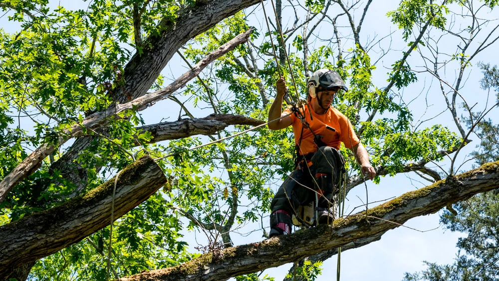 Tree Removal
